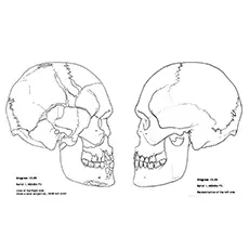 Skull anatomy coloring page