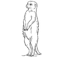 A meerkat standing upright coloring page