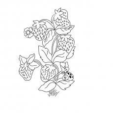 strawberry plant coloring pages