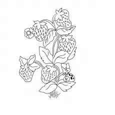 Strawberry plant coloring page