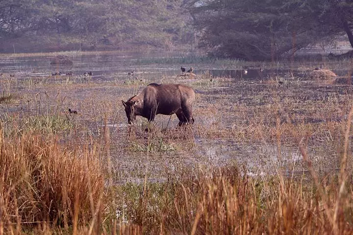 Sultanpur National Park Bird Sanctuary Gurgaon Timings