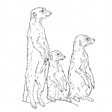 Three little guards meerkats coloring page