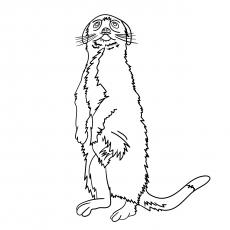 top 10 meerkat coloring pages