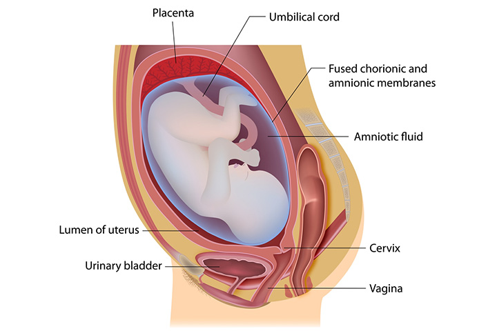 Pregnant female anatomy