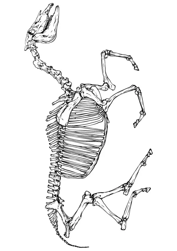 horse-skeleton