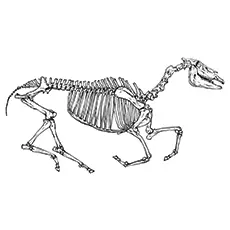 Horse-skeleton coloring page