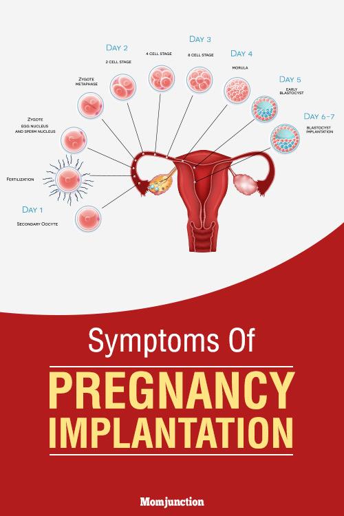 How Long Does The Implantation Process Take Week 01 To Week 04 Of