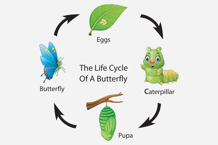 Butterfly Life Cycle Facts For Kids