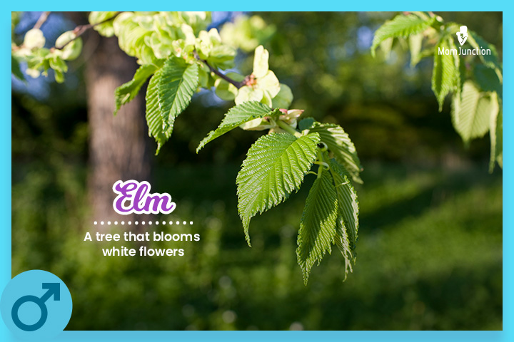 Elm is an excellent middle name for boys