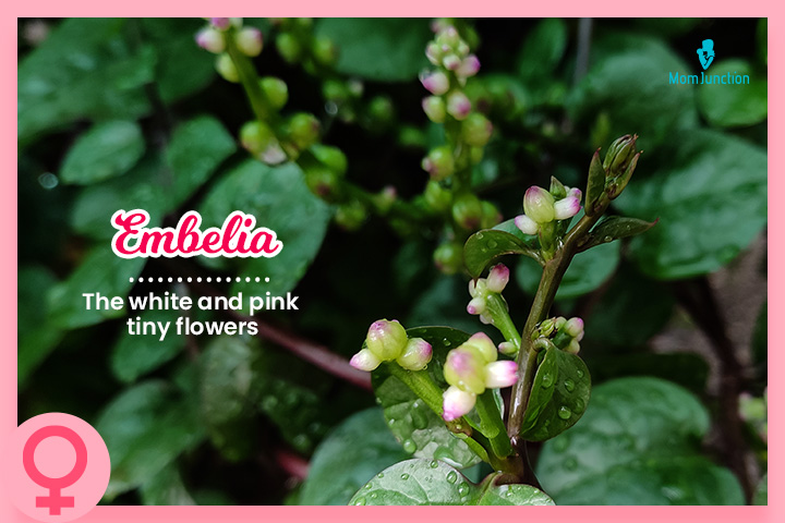 Embelia, Flower names for girls 