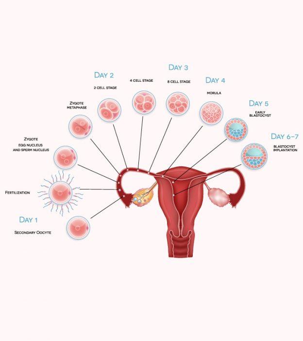 Fertilization To Implantation Hiccups Pregnancy 7104