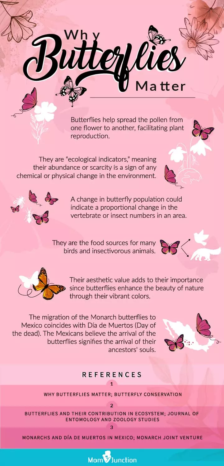 why butterflies matter (infographic)