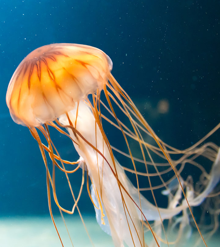 35 Fun Facts And Information About Jellyfish For Kids