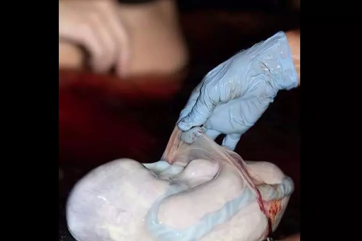 Australian Doula College