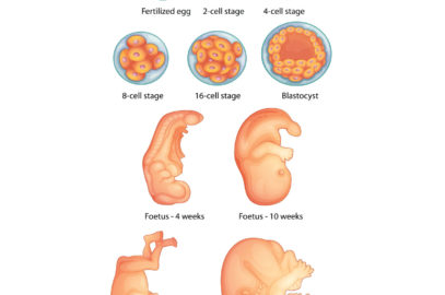 每周胎儿开发：怀孕阶段