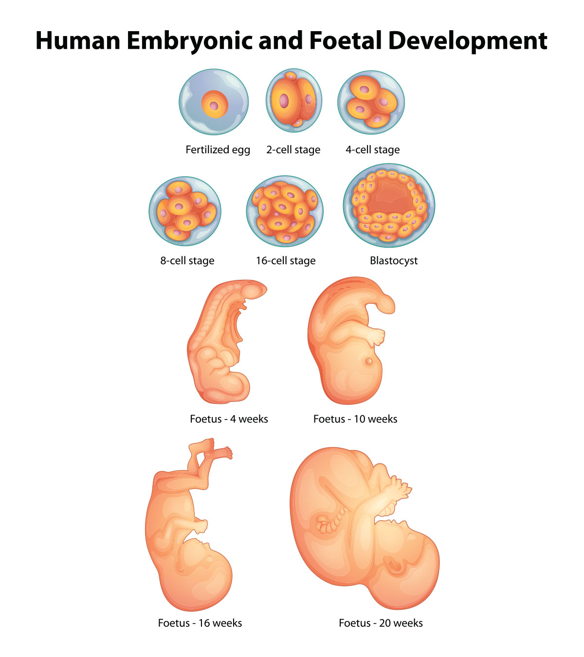 Baby Development Inside The Womb Week By Week - Baby Viewer