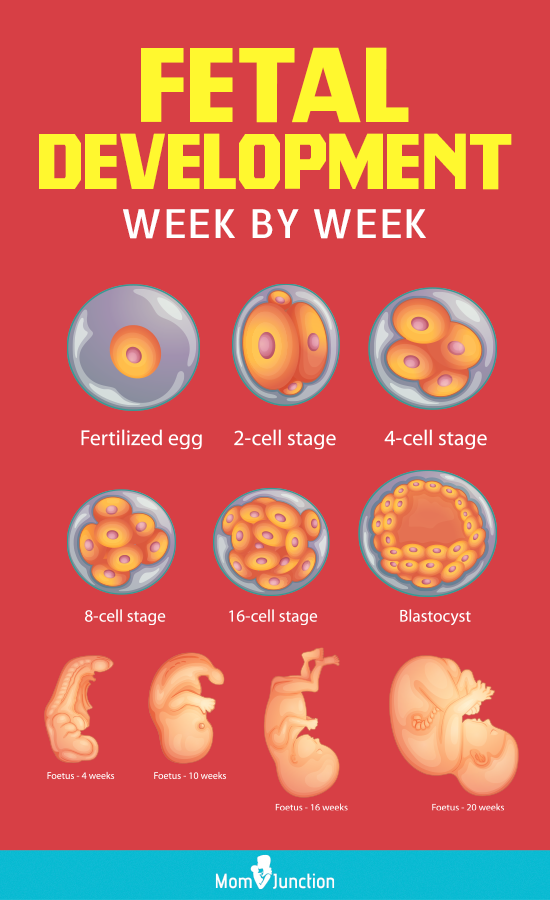 Fetal Development Week By Pdf