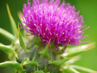 How Milk Thistle Can Help You During Breastfeeding