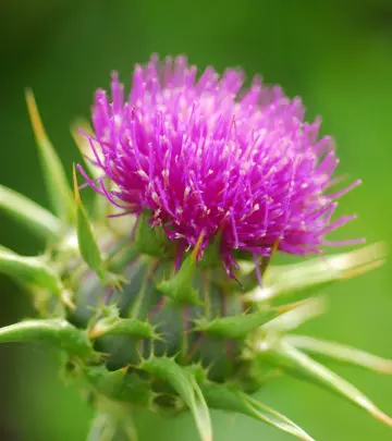 How-Milk-Thistle-Can-Help-You-During-Breastfeeding