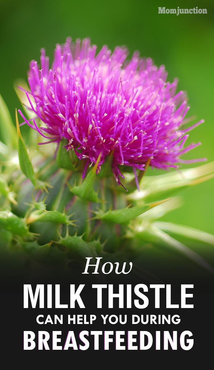 Milk Thistle For Breastfeeding All You Need To Know