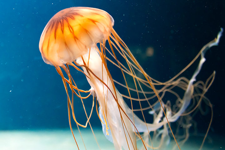 Jellyfish Identification Chart