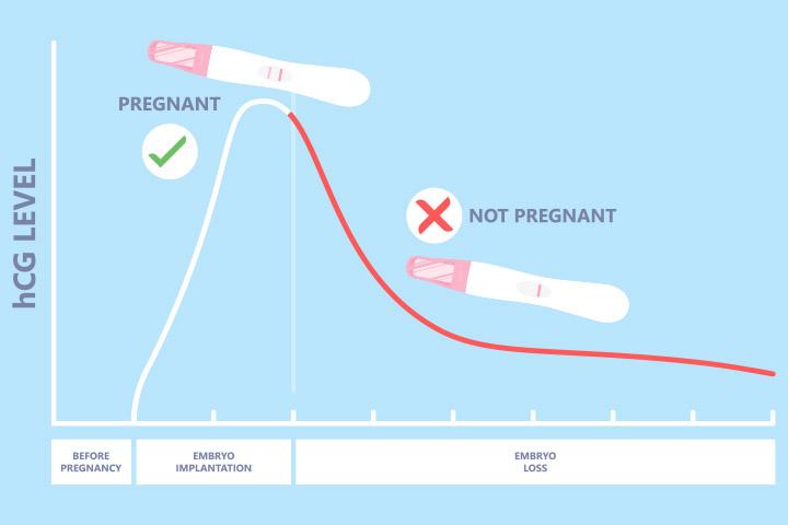 HCG Level After Miscarriage When Does It Return To Zero 