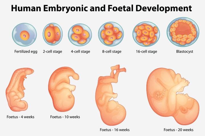 Development Of Fetus Chart