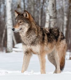 25 Interesting And Informative Wolf Facts For Kids