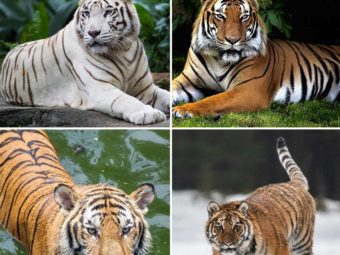 87 Fun And Interesting Tiger Facts For Kids