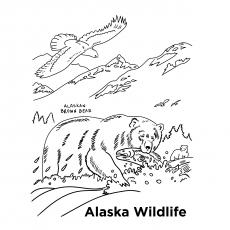 Alaskan Wildlife