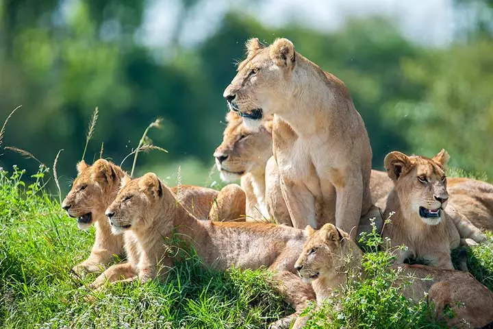 Less than 40,000 lions are left now, lion facts for kids