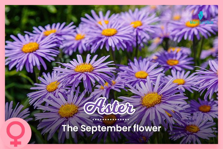 Aster, a beautiful September baby name