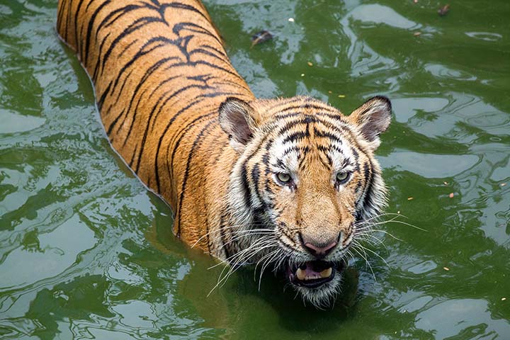 Bengal Tiger in water, Tiger facts for kids