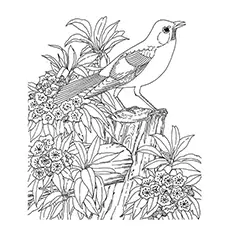 Nature Coloring Pages - Birds Of America