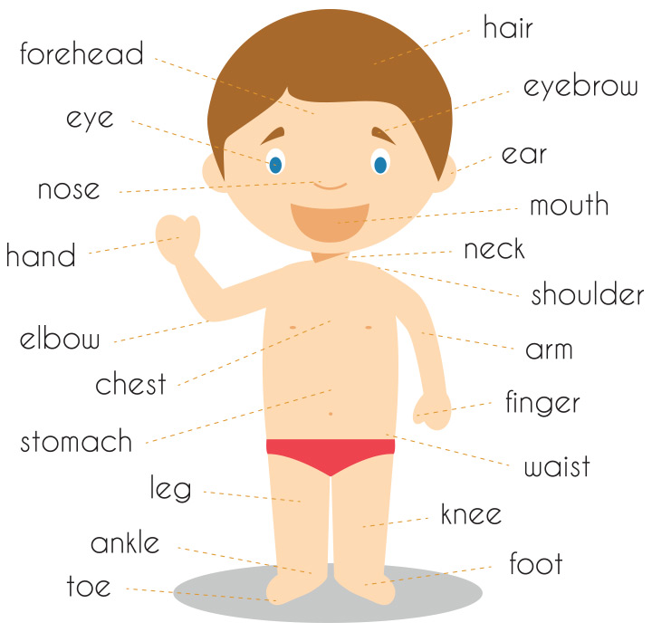 Body parts English worksheets for kids