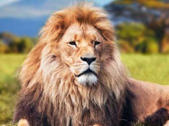 55 Interesting Lion Facts For Kids To Learn