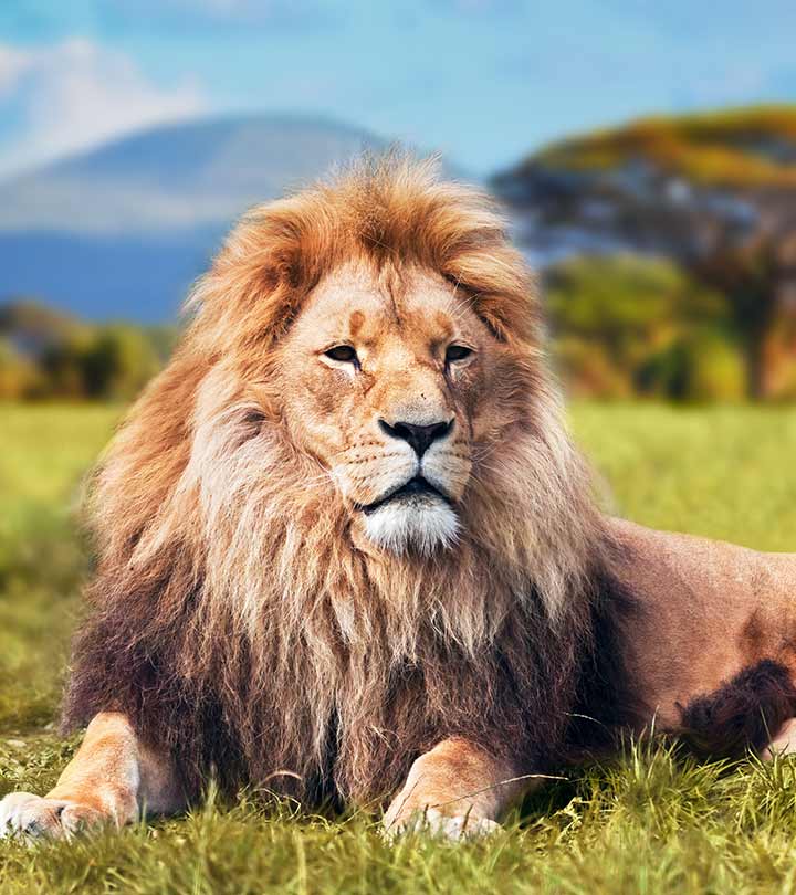 55 Interesting Lion Facts For Kids To Learn