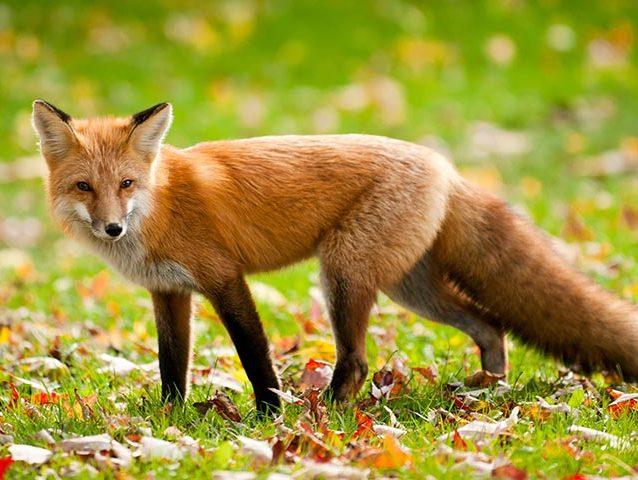 Fascinating Facts And Information About Fox For Kids