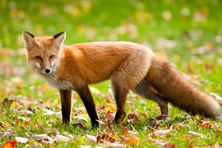 Picture of a fox.