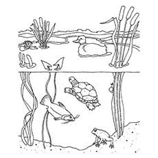 Nature Coloring Pages - Freshwater Habitat