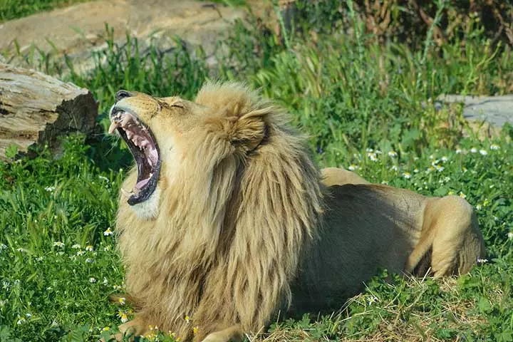 The roar of an adult male lion can be heard from 5 miles or 8 kilometers away, lion facts for kids