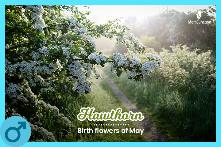 Hawthorn is a May baby name