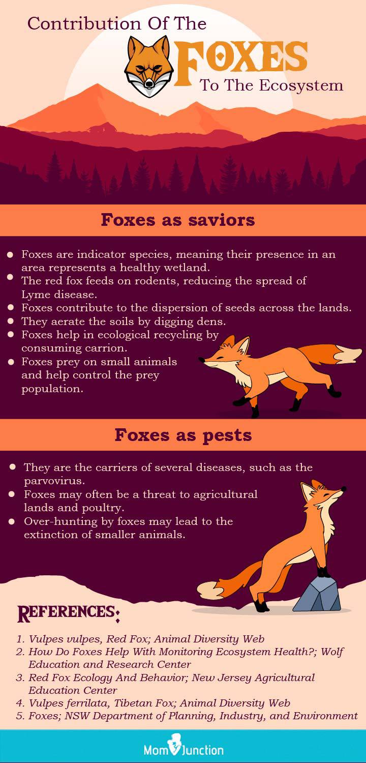 contribution of foxes to the ecosystem (infographic)