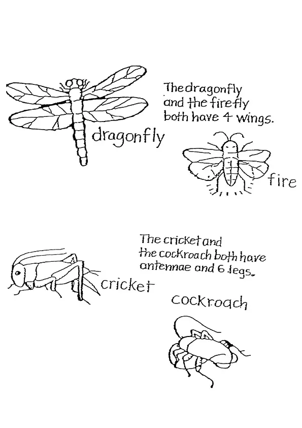 Insects