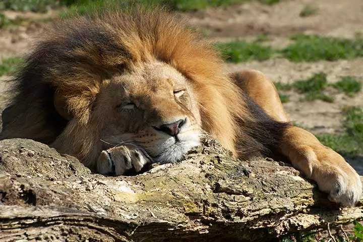 Lions are the laziest among all the big cats, lion facts for kids