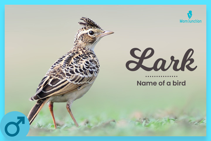 Lark is a July baby name referring to the bird