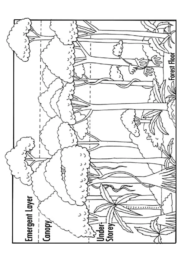 Layers-Of-Rainforest