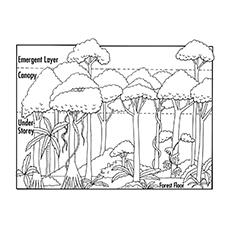 Nature Coloring Pages - Layers Of Rainforest