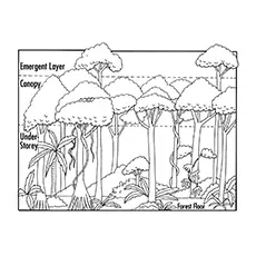 Nature Coloring Pages - Layers Of Rainforest