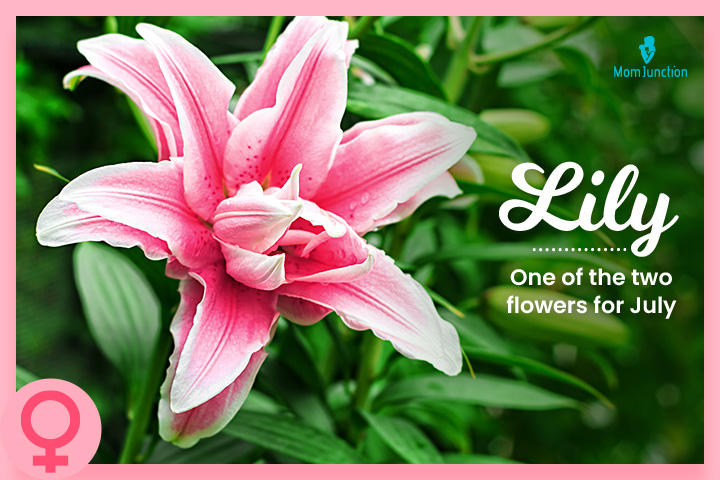 Lily is a July baby name referring to the flower